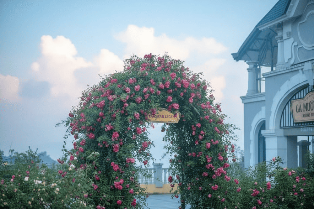 Rose Valley Sapa features over 1 million rose bushes in various colors with huge blooms